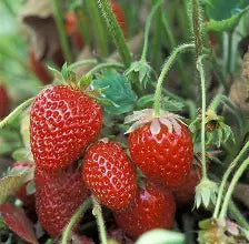 Berry Strawberry Cabrillo
