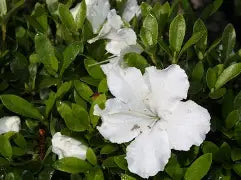 Azalea 'Gumpo White' (white)