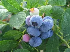 Berry, Blueberry 'Northcountry' (N.Hyb./Early-Mid)