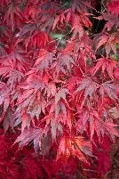 Acer palmatum 'Burgundy Lace'