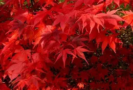 Acer palmatum 'Korean Gem' (CG)