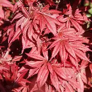 Acer palmatum 'Brandt's Dwarf' (Dwarf)