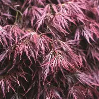 Acer pd. 'Garnet' (CG)