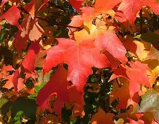 Acer grandidentatum × saccharum 'Hipzam'