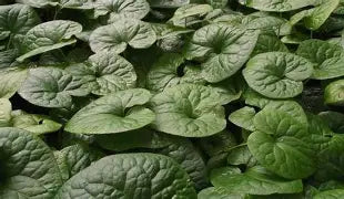 Asarum caudatum