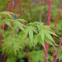 Acer palmatum 'Beni kawa' (CG)