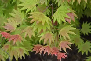 Acer japonicum 'Moonrise' (BBP)