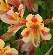 Alstroemeria Colorita 'Ariane' (yellow)