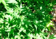 Sticky Image