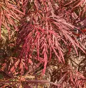 Acer pd. 'Crimson Queen' (CG)