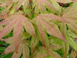Acer palmatum 'Aka shigitatsu sawa' (CG)