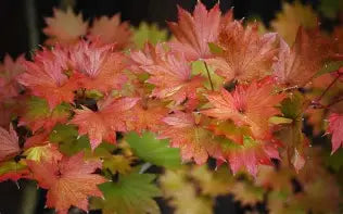 Acer japonicum 'Palmatifolium' (CG)