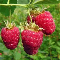Berry, Raspberry 'Boyne'