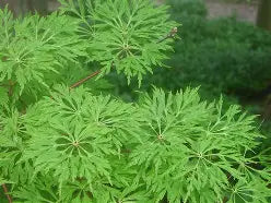 Acer japonicum 'Green Cascade', 2X