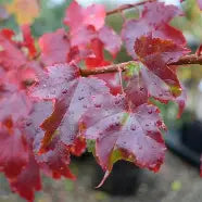 Acer r. 'October Glory'®