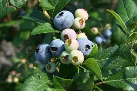 Berry, Blueberry 'Elliot' (N.Hyb./Very Late)