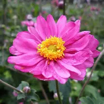 Anemone x hybrida 'Pamina' (red)