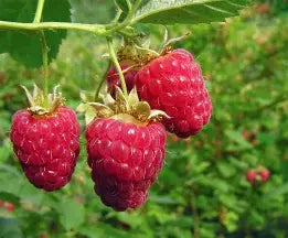 Berry, Raspberry 'Meeker'