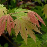 Acer japonicum 'O isami' (BBP)