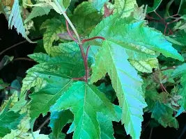 Acer ginnala 'Bailey Compact' (CG)