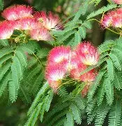 Albizia julibrissin (pink)