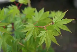 Acer japonicum 'Garden Glory' (CG)