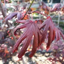 Acer palmatum 'Trompenburg' (CG)