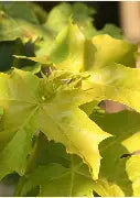 Acer pl. 'Princeton Gold'® PP6727