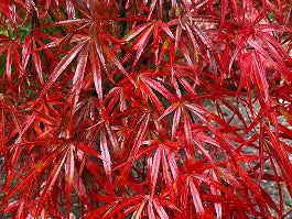 Acer palmatum 'Beni otake'