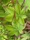 Sticky Image