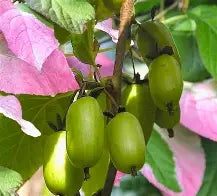 Actinidia kolomikta (Female)