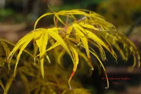 Acer palmatum 'Ao shime no uchi'