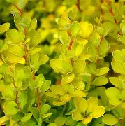 Berberis thunbergii 'Aurea'