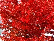 Acer x freemanii 'Autumn Blaze'®