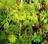 Acer japonicum 'Green Cascade'