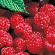 Berry, Raspberry 'Latham'