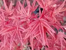 Acer palmatum 'Beni komachi' (DWARF) (CG)