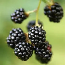 Berry, Blackberry 'Thornless Triple Crown'