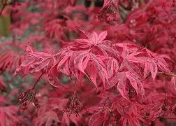 Acer palmatum 'Gwen's Rose Delight' - Shirazz™ (CG)