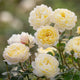 Rosa David Austin® 'Nye Bevan' (yellow)