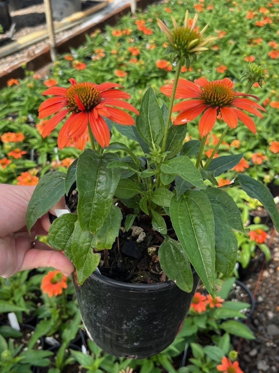 Echinacea p. SOMBRERO® 'Adobe Orange' PP26639 (orange)