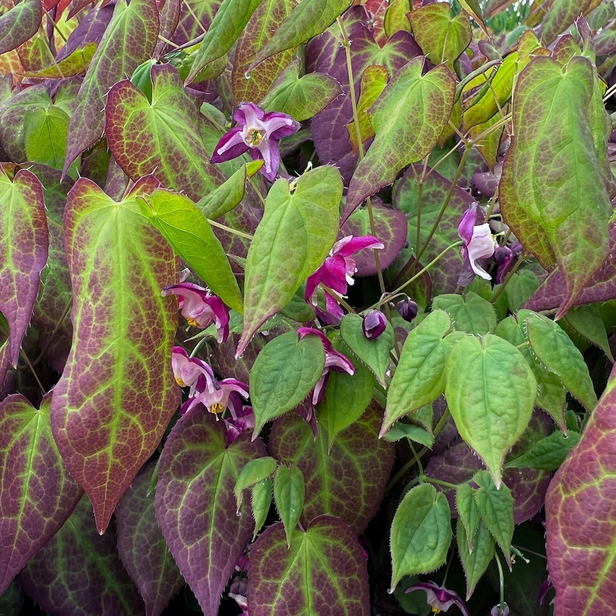Epimedium x 'Rubrum' (red)