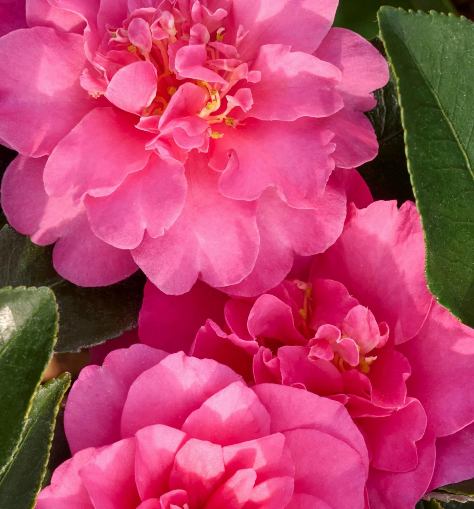 Camellia sas. 'Showa-no-sakae' (pink)