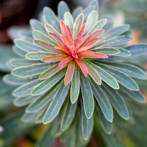 Euphorbia x martinii 'Rudolph'