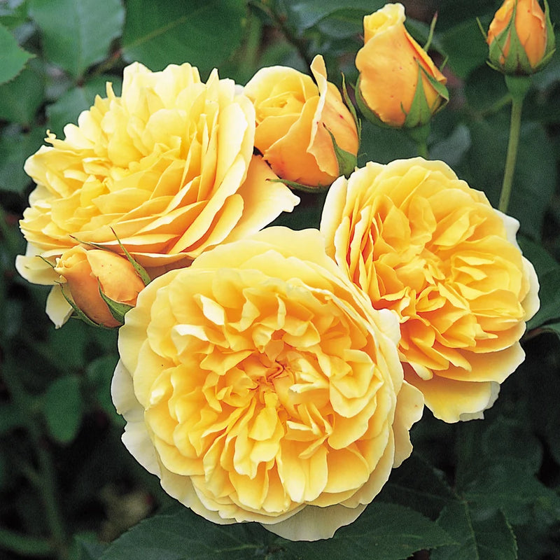 Rosa David Austin® 'Graham Thomas'® (gold)