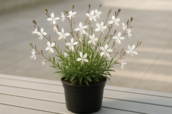 Gaura l. 'Whirling Butterflies' 1 gallon