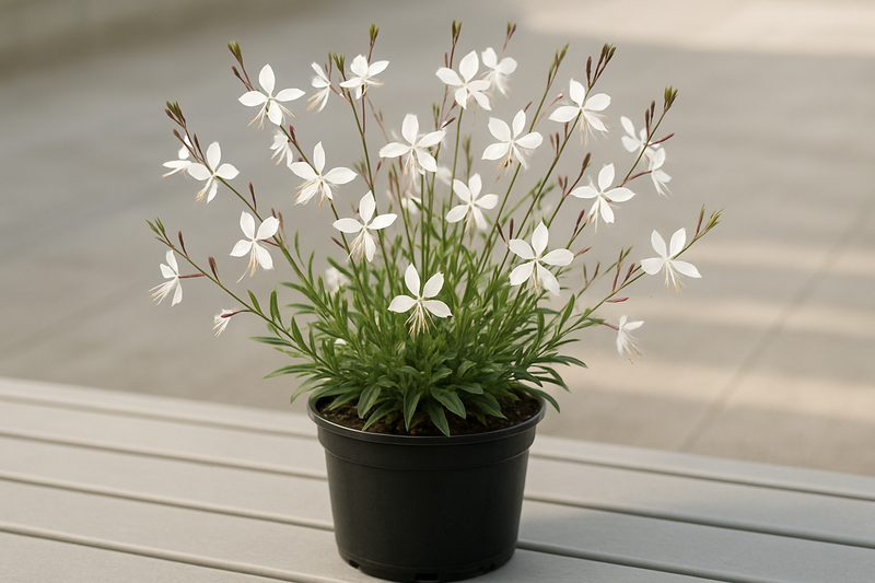 Gaura l. 'Whirling Butterflies' 1 gallon