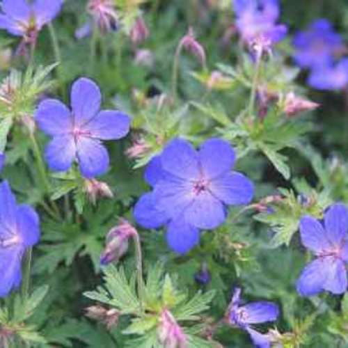 Geranium 'Johnson's Blue'