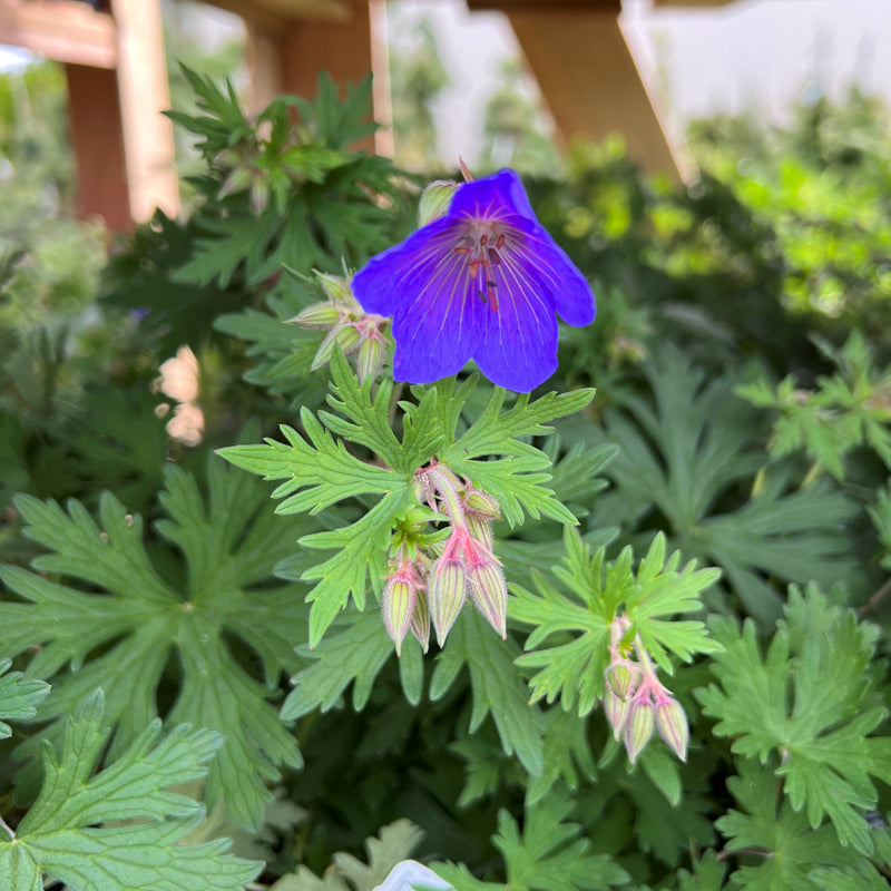 Geranium 'Johnson's Blue'