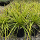 Grass, Carex oshimensis EVERCOLOR® 'Everillo' PP21002